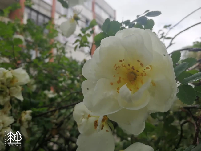 Rosa pimpinellifolia